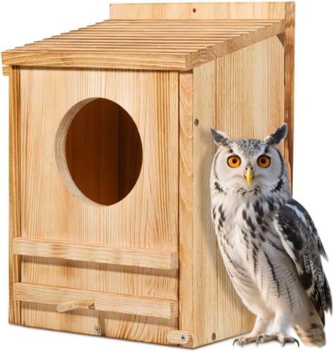 Barn owl house nesting - owl,